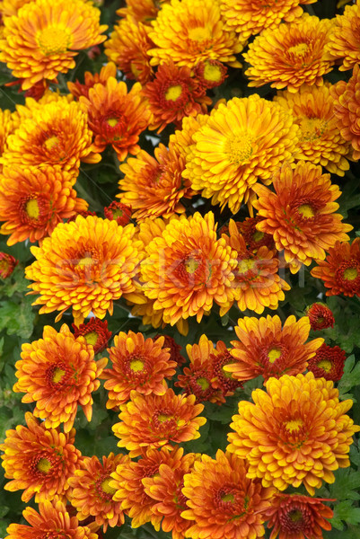 Background of fresh orange chrysanthemum Stock photo © digitalr