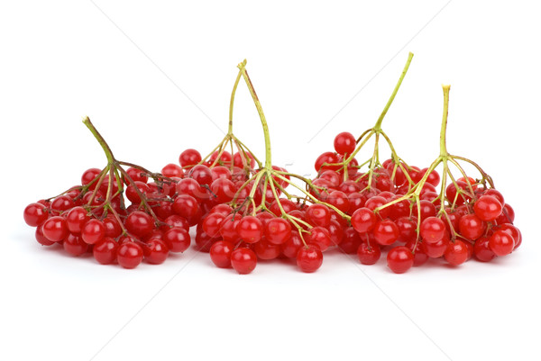 Viburnum berries Stock photo © digitalr