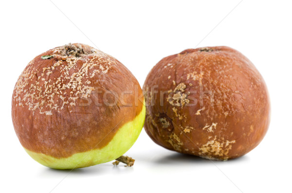 Dwa zgniły jabłka odizolowany biały jabłko Zdjęcia stock © digitalr