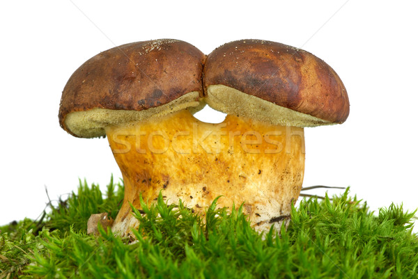 Paire cèpes champignons vert mousse isolé Photo stock © digitalr