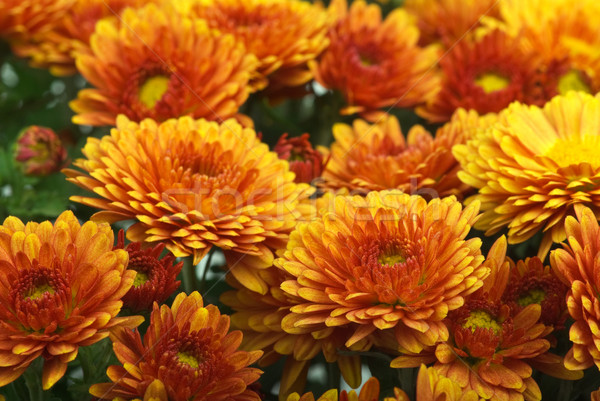 Orange chrysanthemum flowers Stock photo © digitalr