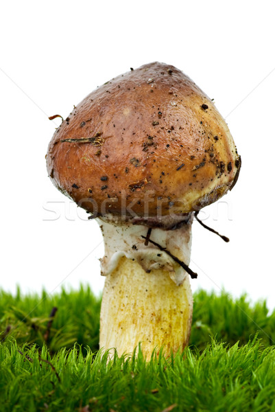 Geel paddestoel groene mos geïsoleerd witte Stockfoto © digitalr