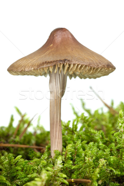 Poisonous agaric (Mycena inclinata) on the green moss Stock photo © digitalr