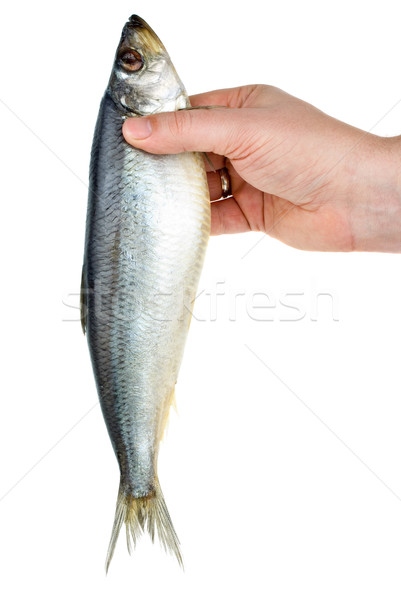Stock photo: Hand holding salted herring