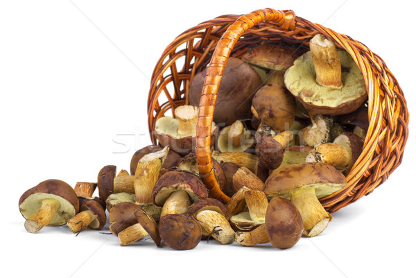 Wicker basket with yellow boletus mushrooms near.  Stock photo © digitalr