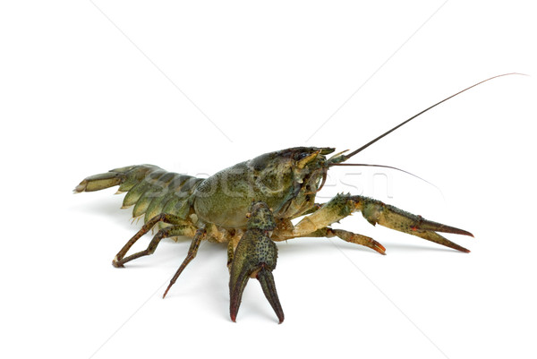 Crawfish in defensive position Stock photo © digitalr