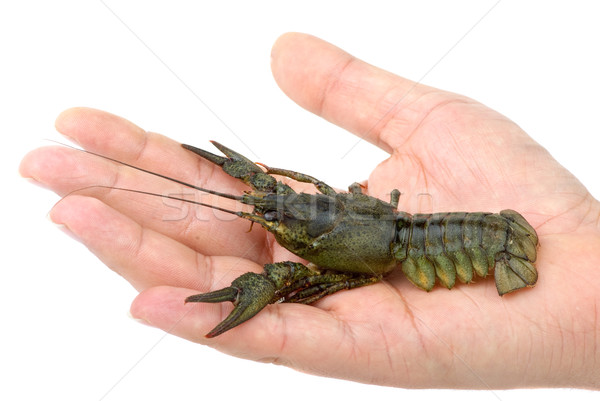 Live river crayfish in hand Stock photo © digitalr