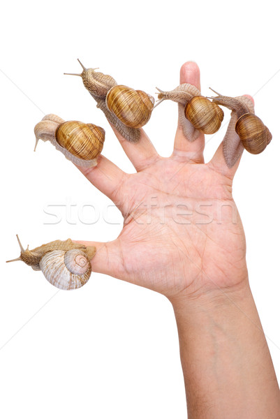 Garden Snails on the human hand Stock photo © digitalr