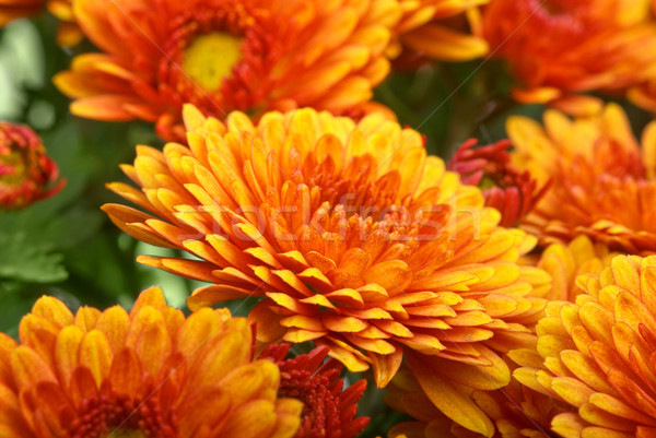 Orange chrysanthemum flower Stock photo © digitalr