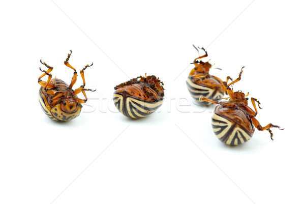 Four dead potato bugs (leptinotarsa decemlineata) Stock photo © digitalr