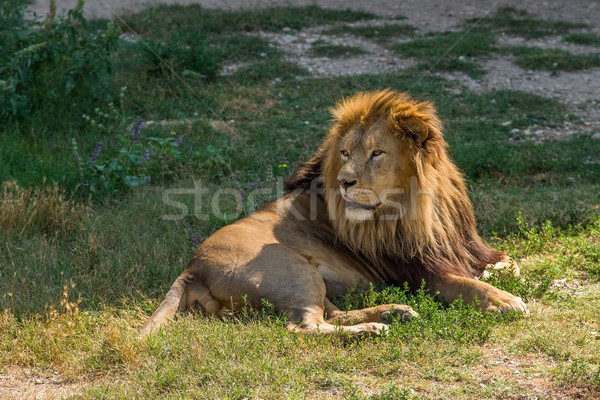 Férfi oroszlán fű árnyék természet macska Stock fotó © digitalr