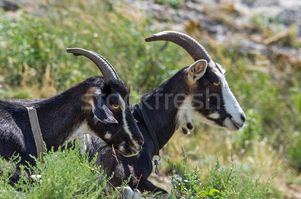 Dos cabras centrado verano negro funny Foto stock © digitalr