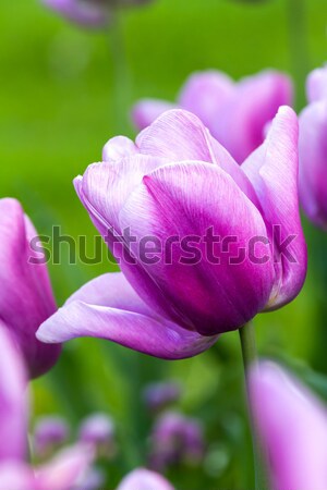 Foto stock: Roxo · tulipas · belo · páscoa · primavera