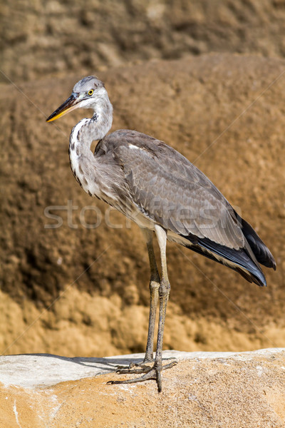 Gray heron  Stock photo © digoarpi