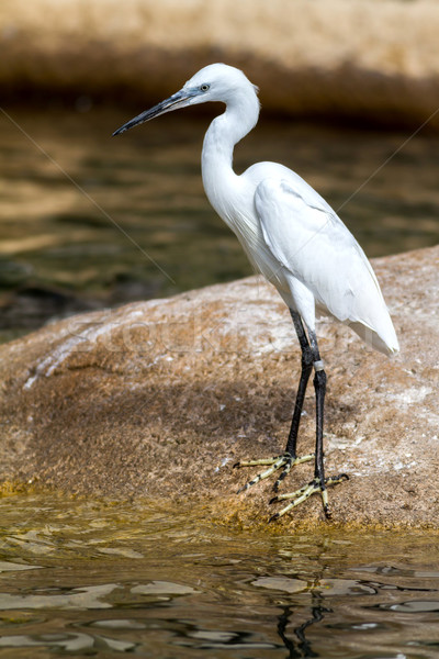 Cute little egret  Stock photo © digoarpi