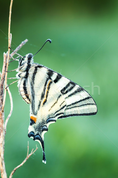 Beautiful swallowtail (Papilio machaon ) Stock photo © digoarpi