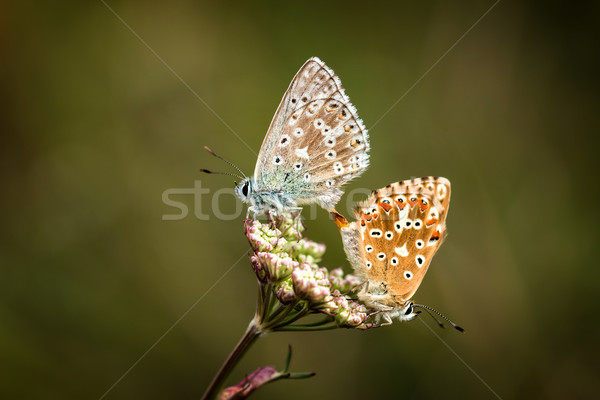 Butterflies love Stock photo © digoarpi