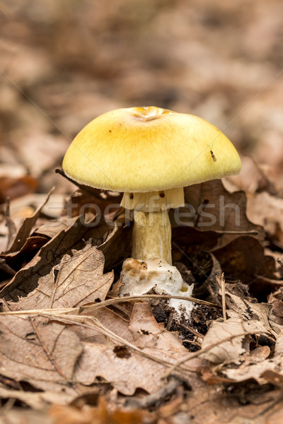 Death Cap(Amanita Phalloides) fungus Stock photo © digoarpi