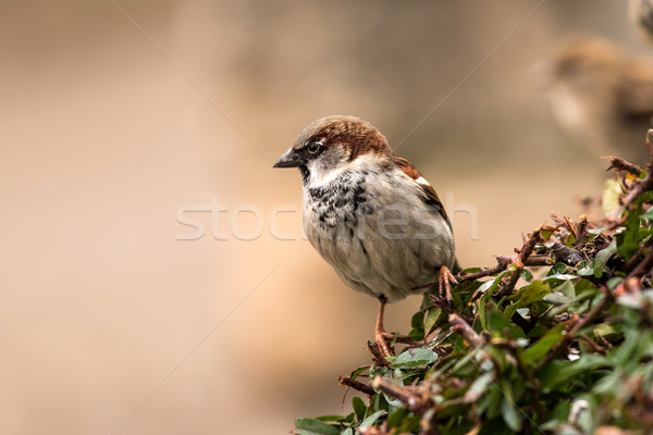 Stock photo: Sparrow