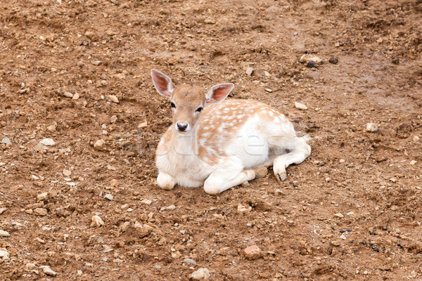 Young fallow deer Stock photo © digoarpi