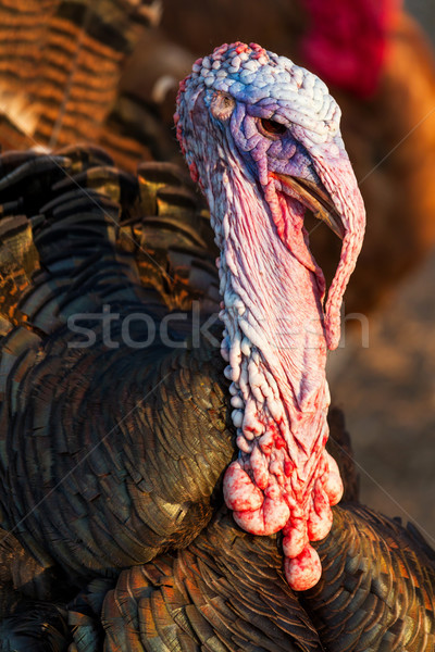 土耳其 尼斯 家禽 羽毛 紅色 肉類 商業照片 © digoarpi