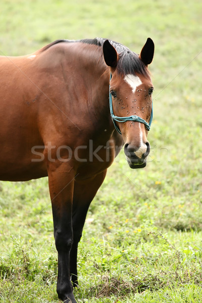 [[stock_photo]]: Cheval · pauvres · aider · chase · loin · volée