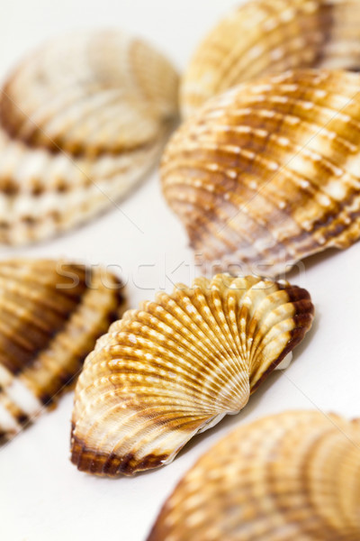 Sea shells Stock photo © digoarpi