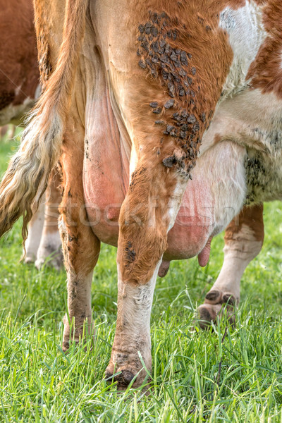 Udder and Teats of a Dairy Milking Cow Stock photo © digoarpi