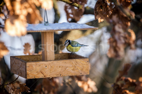 Small tom-tit looking for birdseed in the bird feeder Stock photo © digoarpi