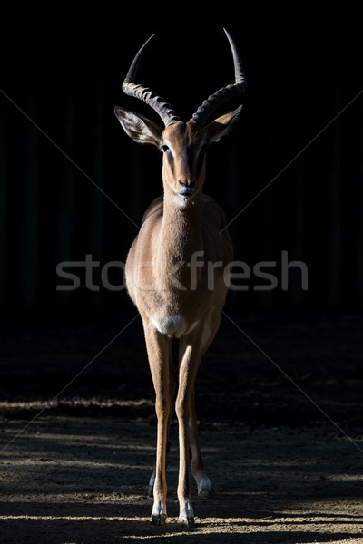 Blesbuck (Damaliscus pygargus phillipsi) Stock photo © digoarpi