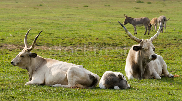 Foto stock: Húngaro · cinza · família · olho · cabelo · campo