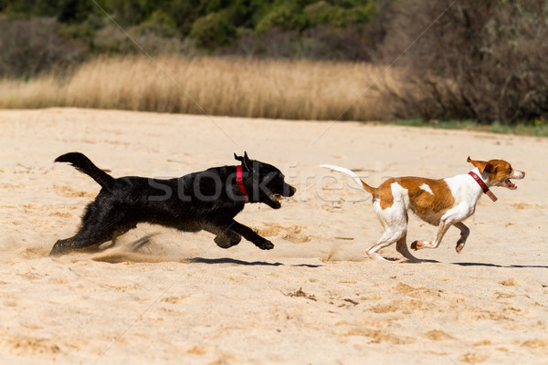 Honden spelen zand voorjaar gelukkig natuur Stockfoto © digoarpi