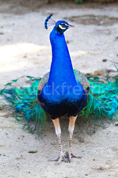 Peacock Stock photo © digoarpi