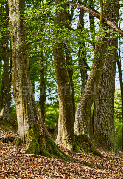 Forest Stock photo © digoarpi