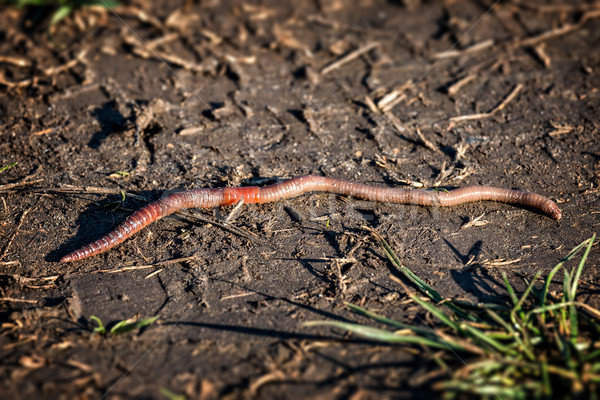 Earthworm - Lumbricus terrestris  Stock photo © digoarpi