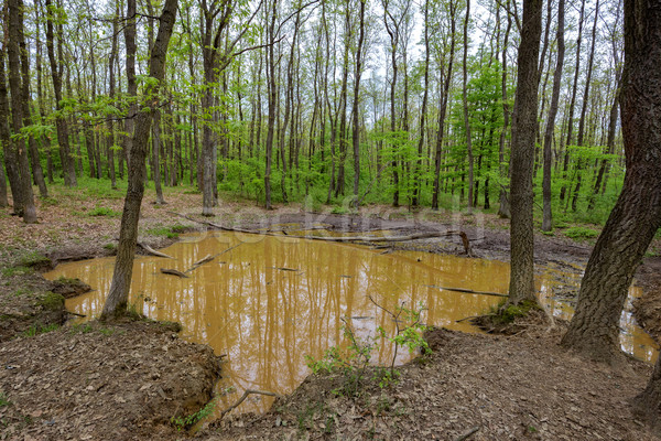 Wallow in the forest Stock photo © digoarpi