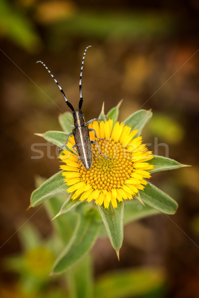 Flat-faced longhorn beetle (Agapanthia cardui) Stock photo © digoarpi