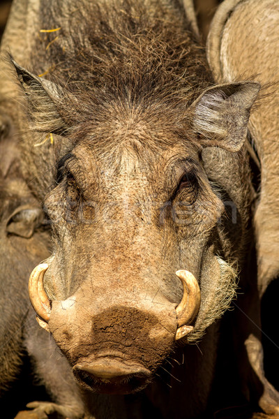 Male warthog Stock photo © digoarpi