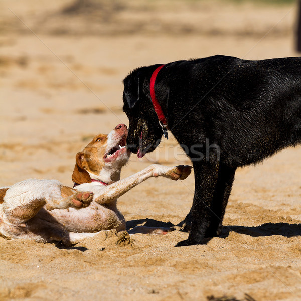 Chiens jouer sable printemps chien nature [[stock_photo]] © digoarpi