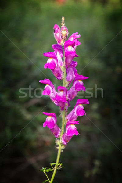 Crimson antirrhinum (snapdragon) flower Stock photo © digoarpi