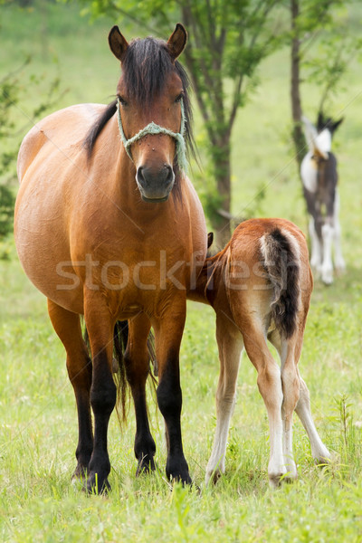 Horse family Stock photo © digoarpi