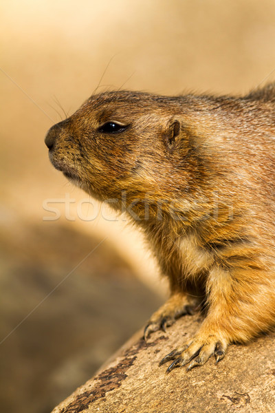 Marmot Stock photo © digoarpi