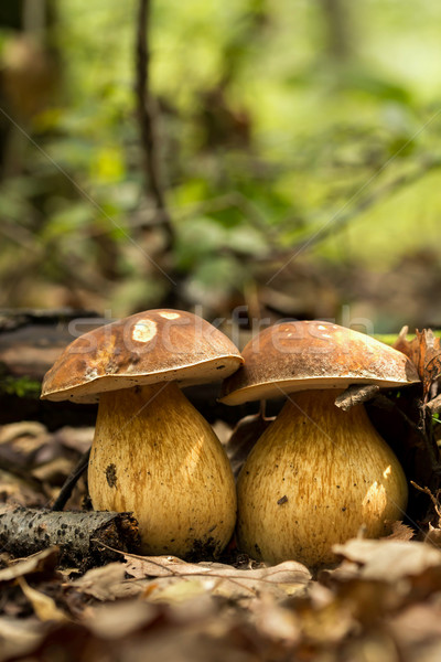 Porcini fungi on the litter  Stock photo © digoarpi
