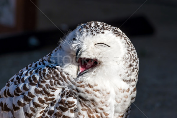 Uil oog hout sneeuw vogel Stockfoto © digoarpi