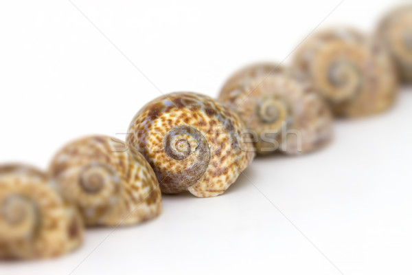Zee slak schelpen ruw mooie bruin Stockfoto © digoarpi