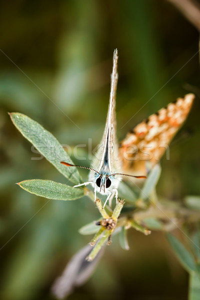 Beautiful butterfly(Common Blue,Polyommatus icarus)  Stock photo © digoarpi