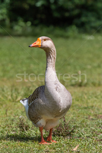 Beautiful goose portrait Stock photo © digoarpi