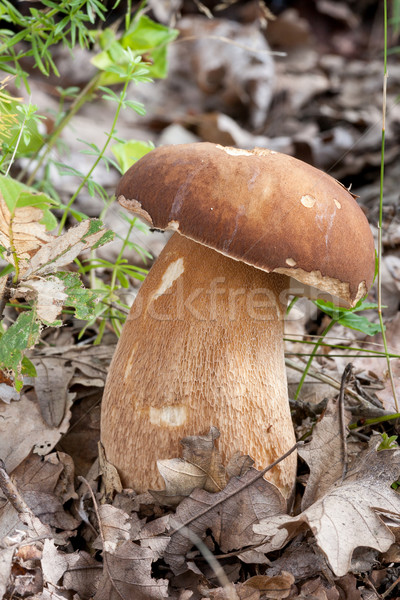 Porcini fungi Stock photo © digoarpi