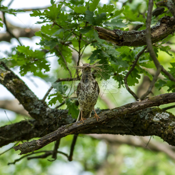 Fieldfare  (Turdus pilaris) Stock photo © digoarpi
