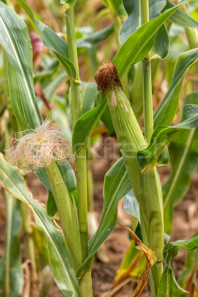 Maize  Stock photo © digoarpi